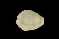 藏品(黃寶螺)的圖片